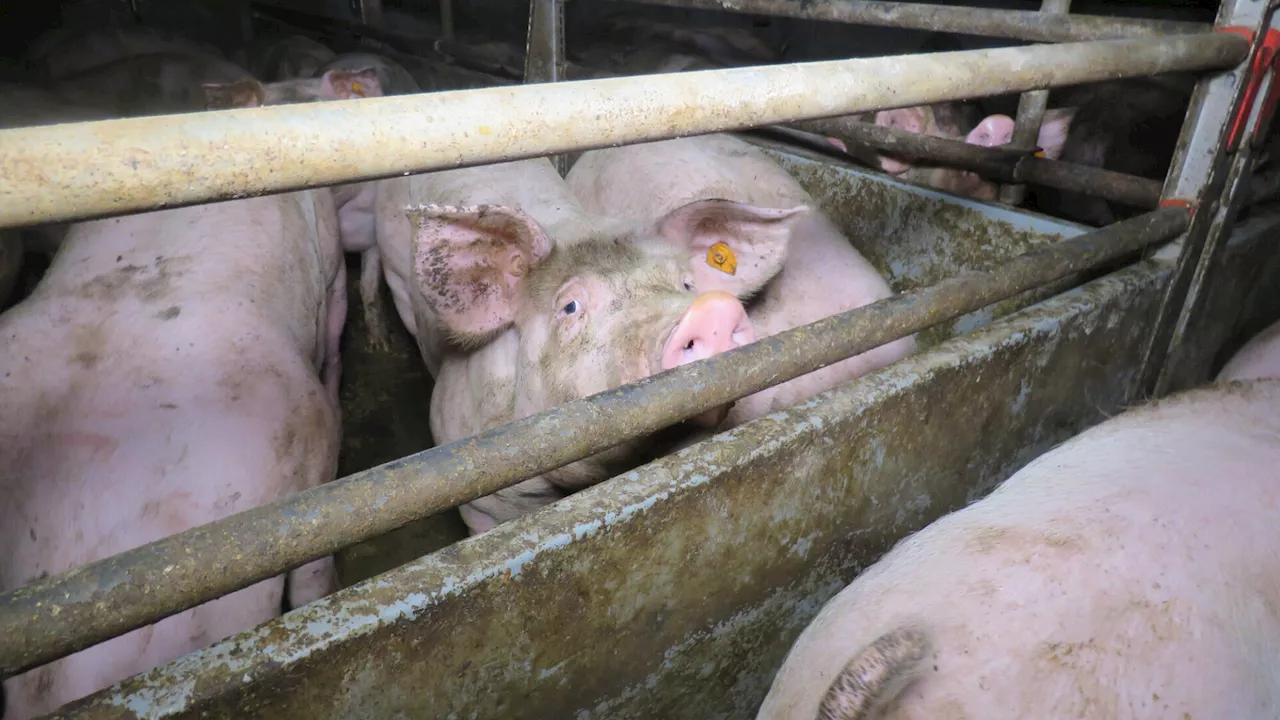 Tierleid: VGT drang in Schweinestall ein und rief Polizei