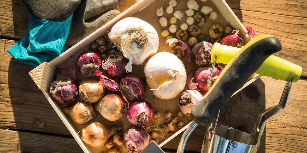 Zeit zum Ernten und Pflanzen: Diese Aufgaben sollten Sie im Herbst im Garten erledigen