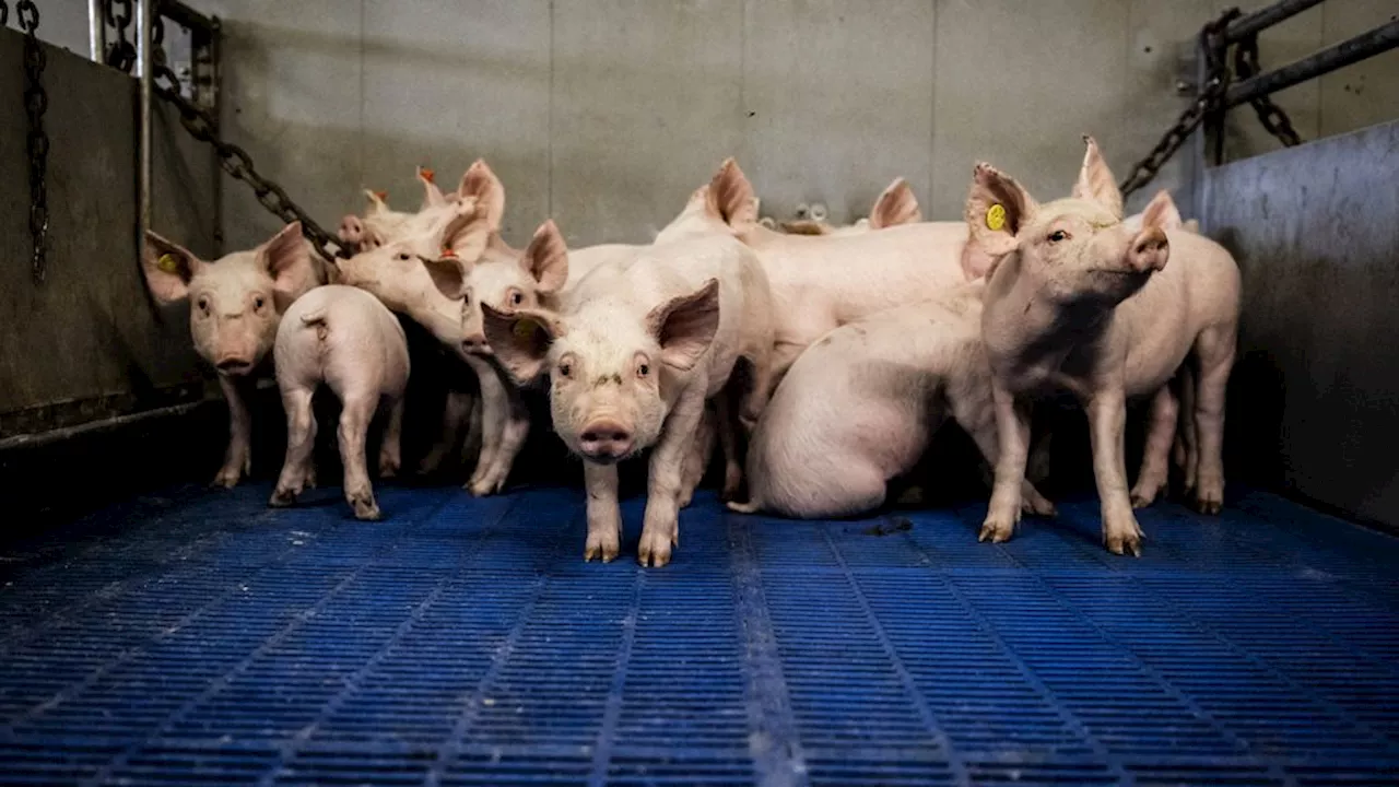 Wiersma gaat verbod op stroomstoten in veehouderij overwegen