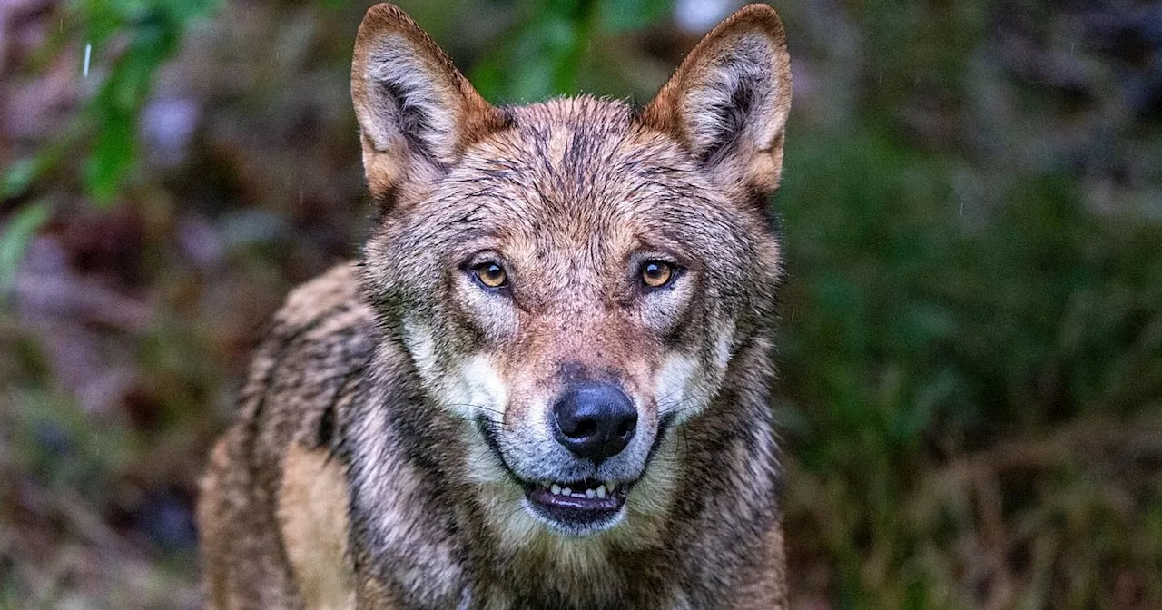 Kursänderung beim Wolf - EU-Staaten wollen Schutz absenken