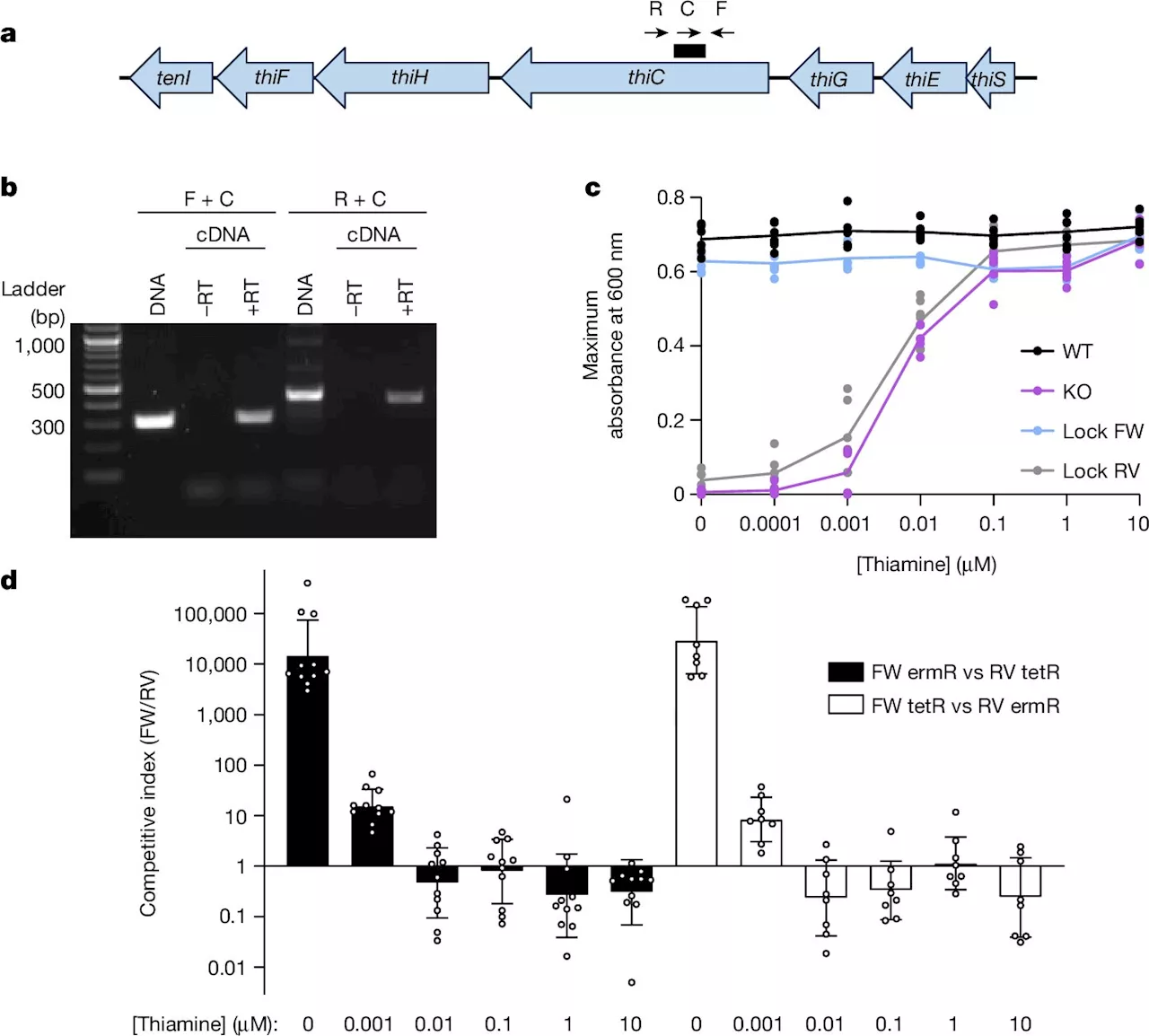 Bacterial 'flipping' allows genes to assume different forms