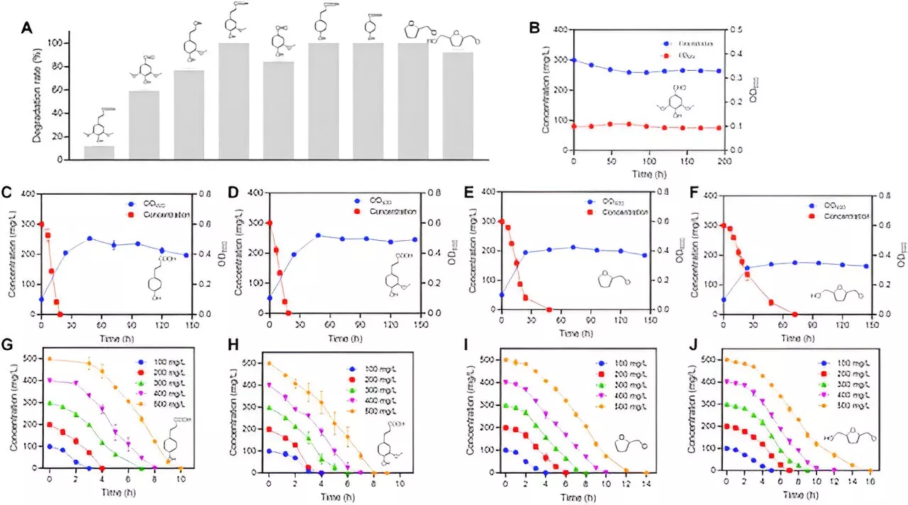 Biofuel production: Rhodococcus strain N1-S transforms succinic acid production