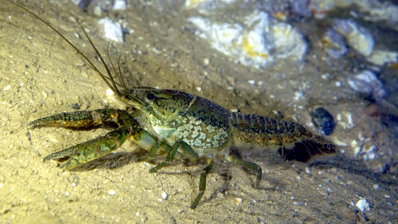 These self-cloning crayfish ladies could take over the world