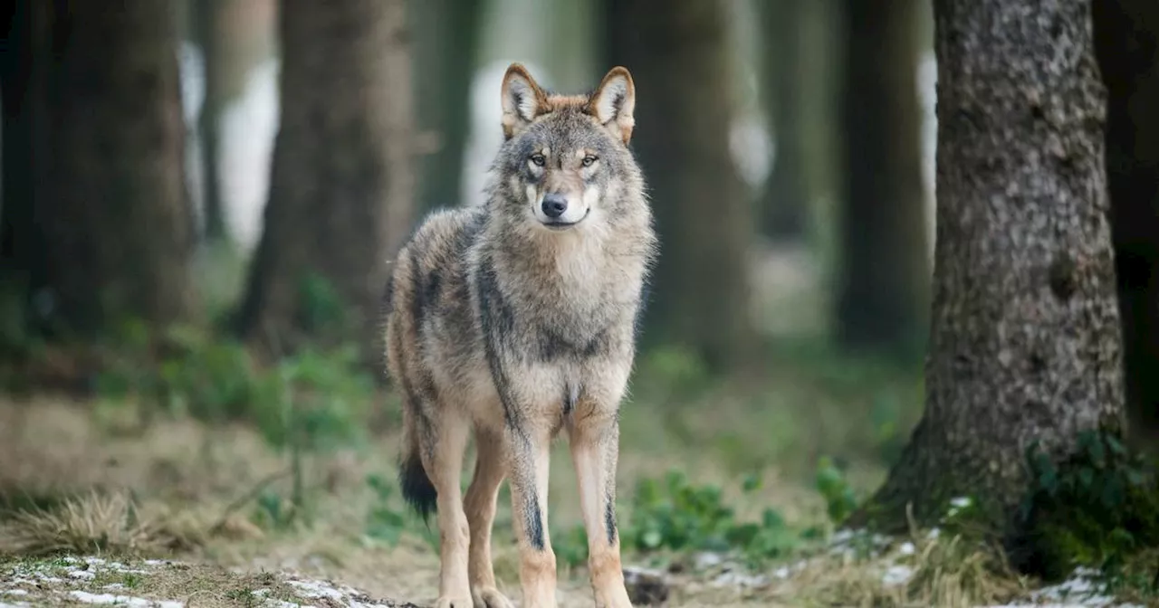 EU lockert Schutz: Wie es mit dem Wolf nun weitergeht