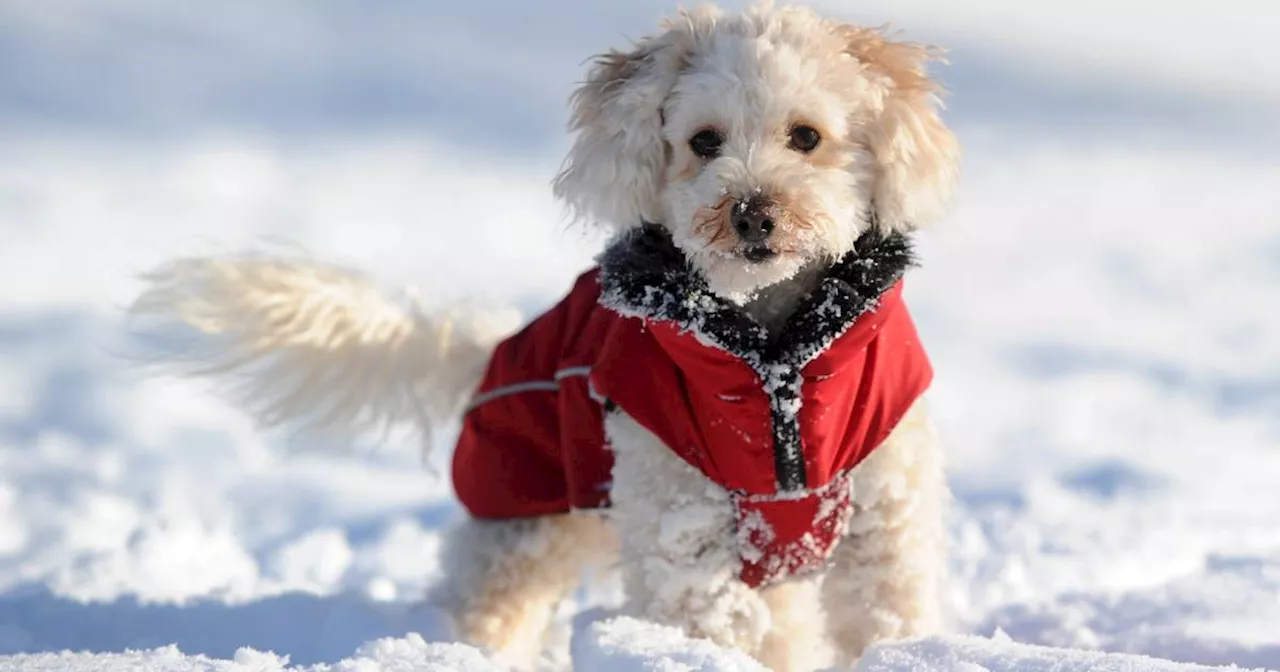 Experte rät: Für diese Hunde sind Wintermäntel wirklich geeignet