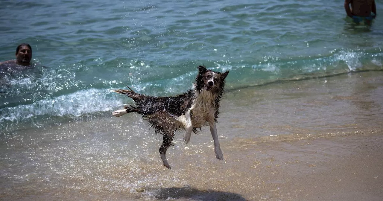 Urlaub mit Hund in den Niederlanden​ - schöne Reiseziele und Tipps