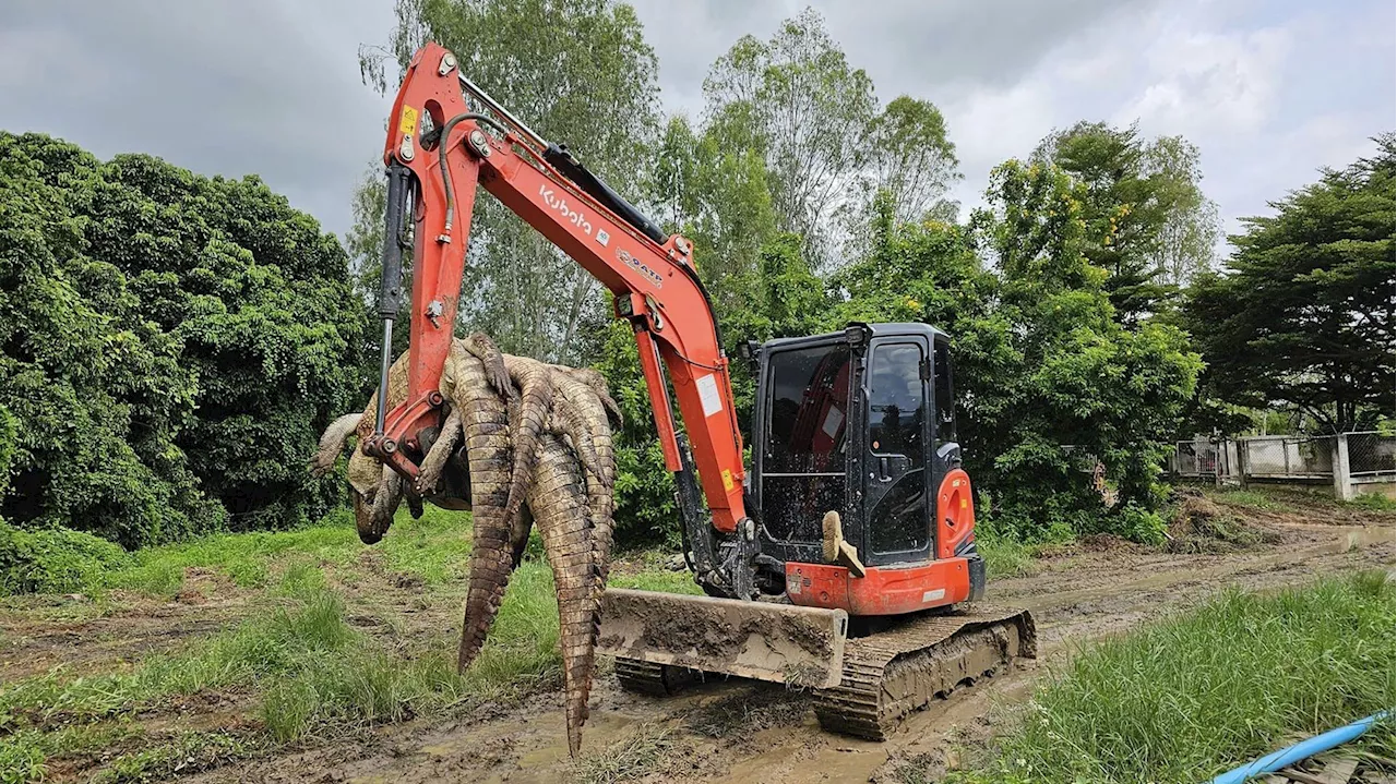 Inondations en Thaïlande : 125 crocodiles du Siam d’une ferme d’élevage abattus, par crainte qu’ils ne s’échappent durant les crues