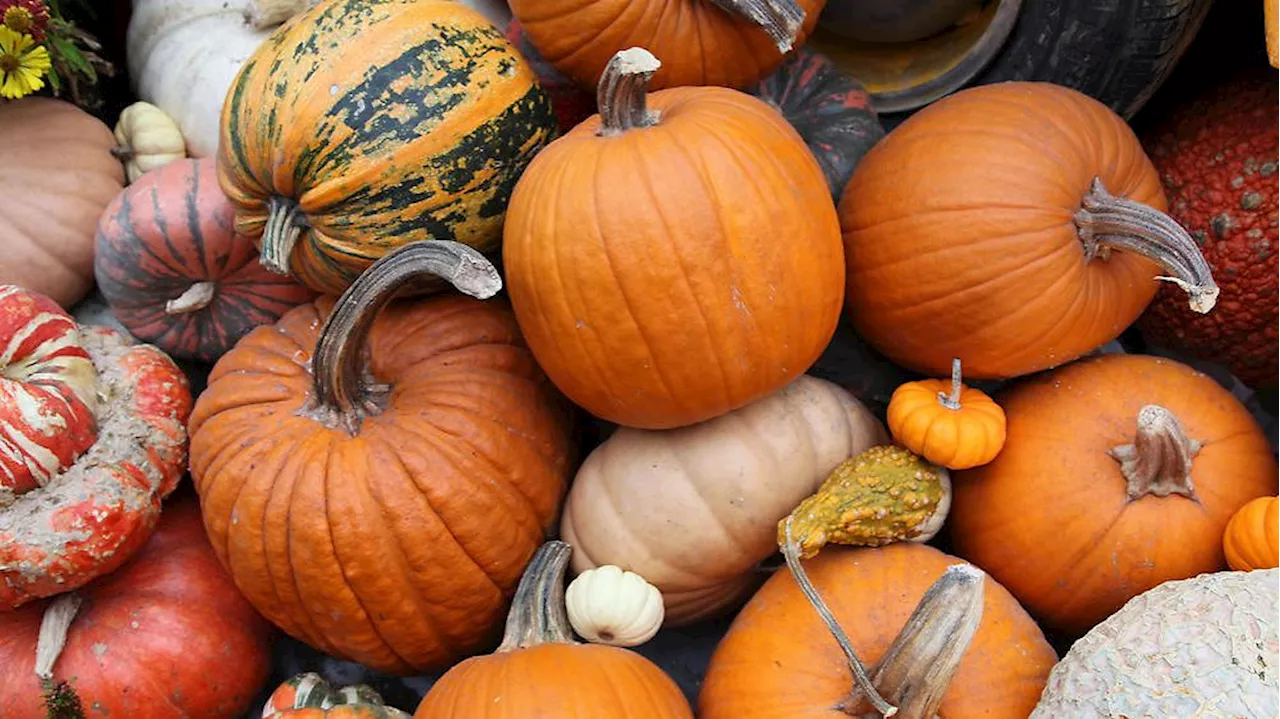 Herbst ist Kürbiszeit: Bei welchen Kürbissorten kann man die Schale mitessen?