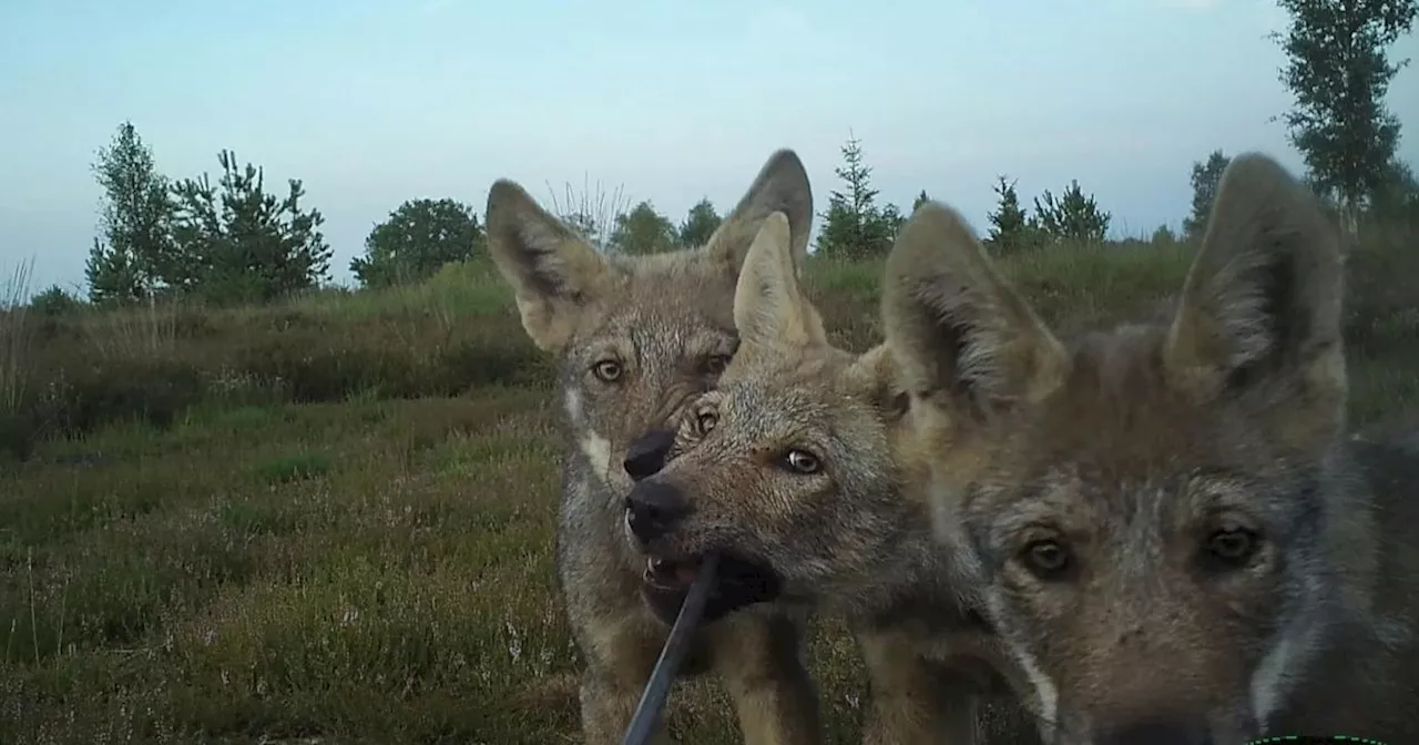 Twaalf nieuwe wolvenwelpen in Drenthe: boeren vrezen voor vee