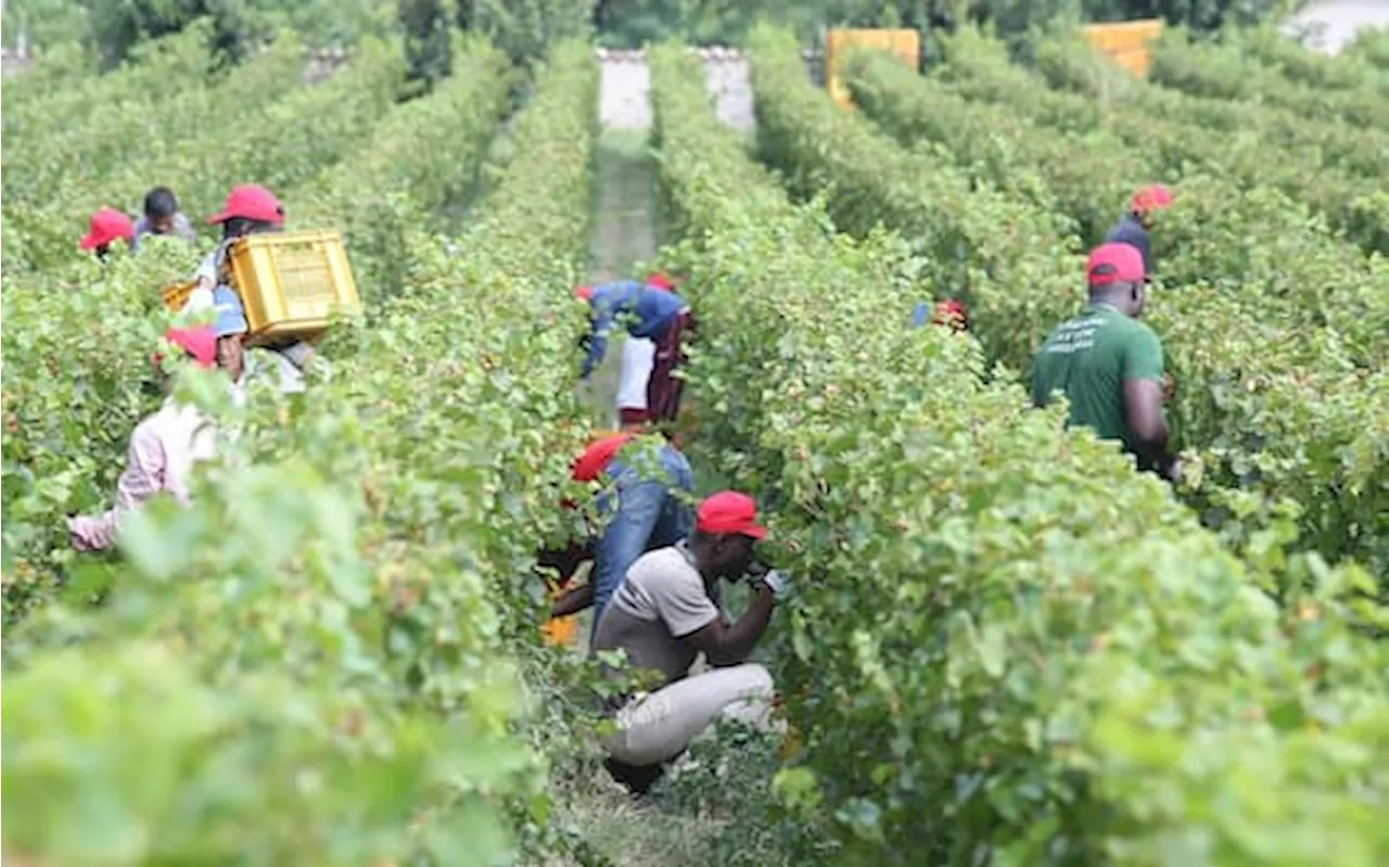 Vendemmia amara: come si è infiltrato il caporalato nel nord Italia