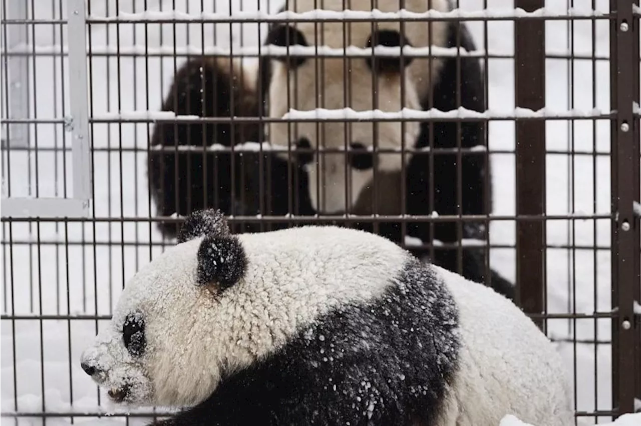 Finland zoo returns giant pandas to China over cost