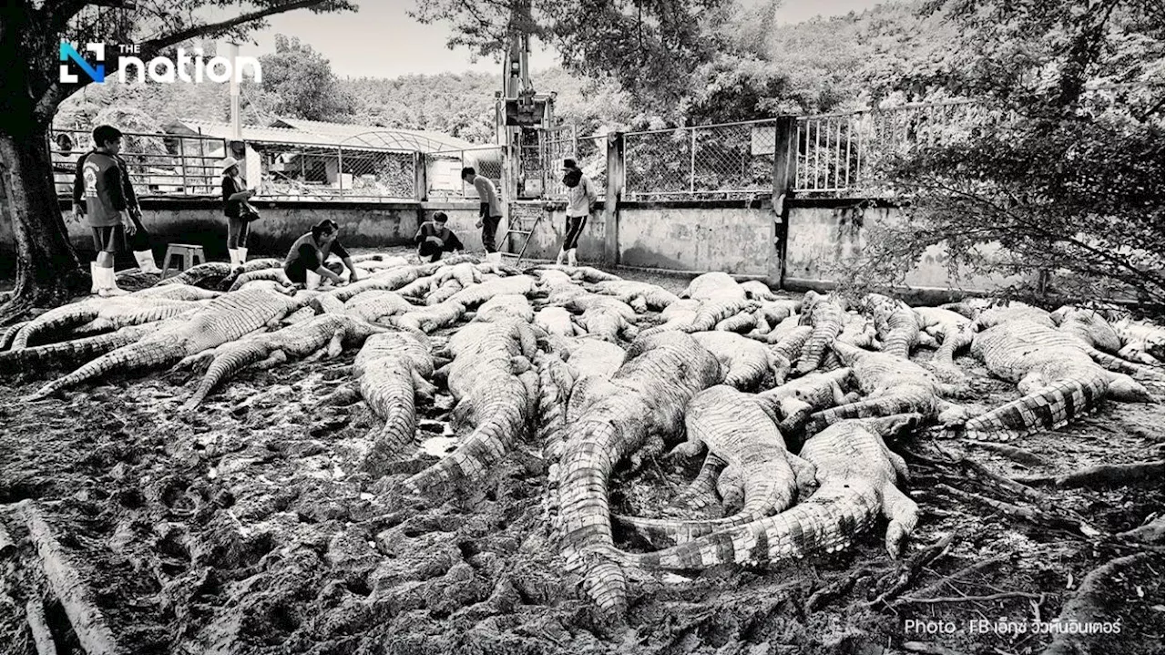 Thai crocodile farm owner reveals ‘devastating decision’ to cull breeding stock