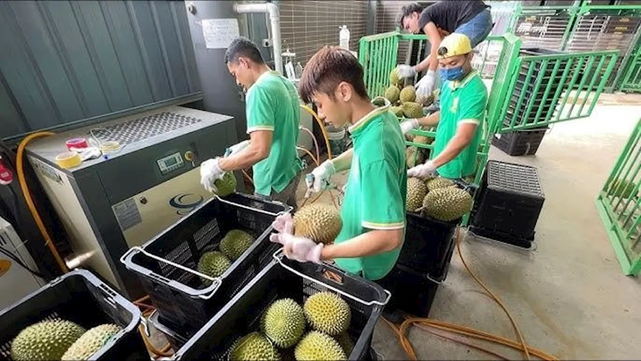 Thai durian exports under cadmium scrutiny; govt says contaminated fruit in China did not originate from them