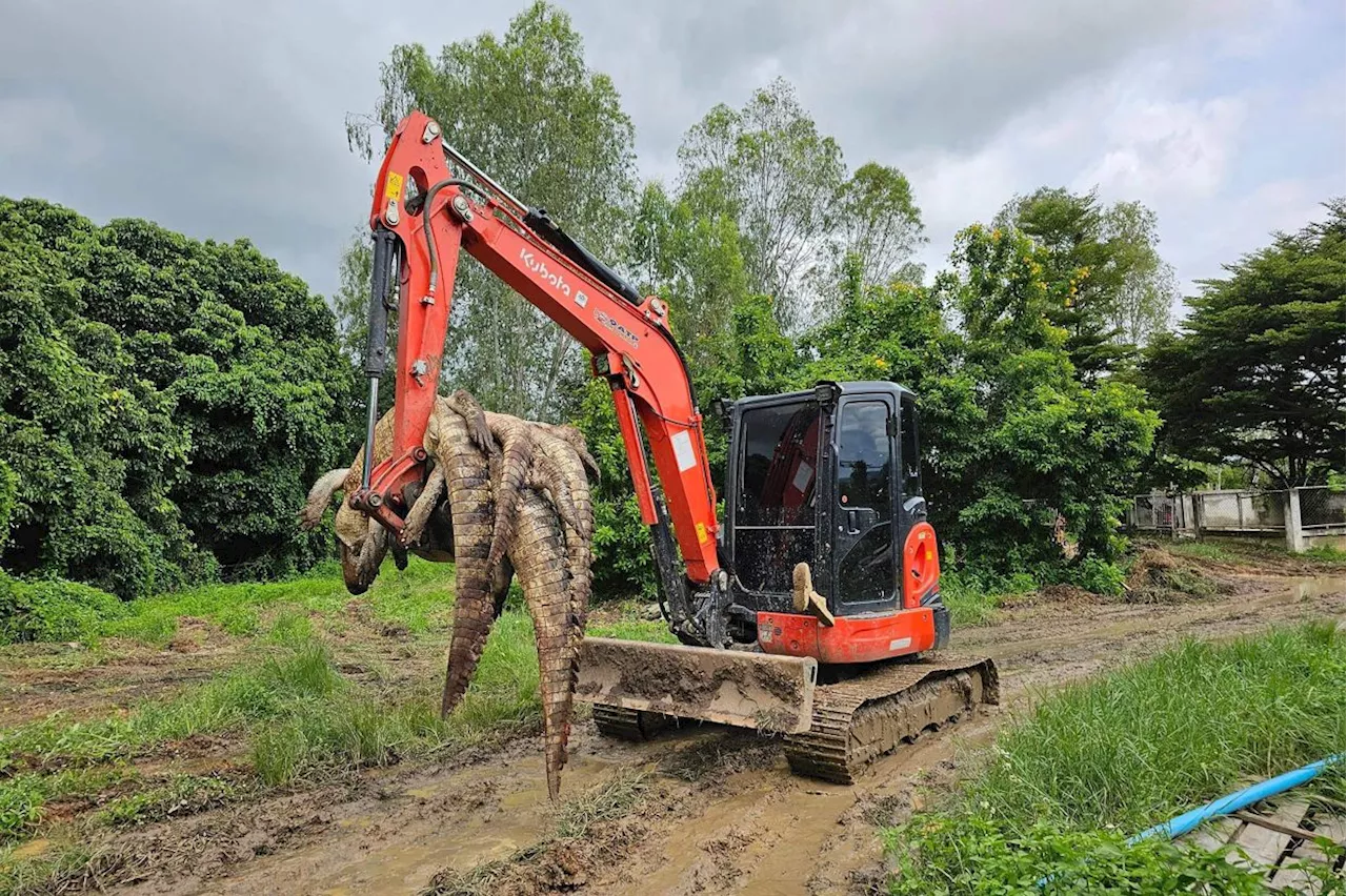 Thai farm culls 125 crocodiles as floodwaters rise