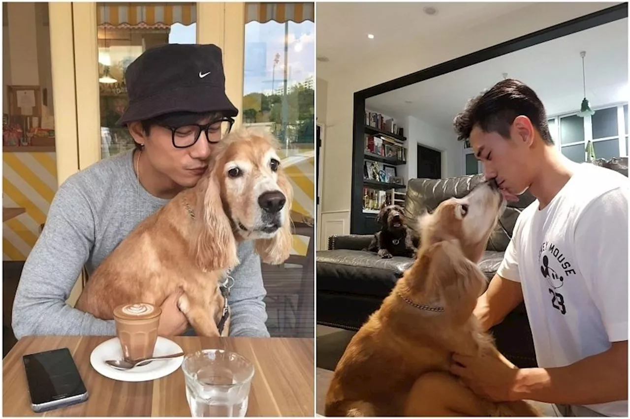 ‘The hardest goodbye’: Singaporean actor Desmond Tan mourns death of pet dog Hoshi