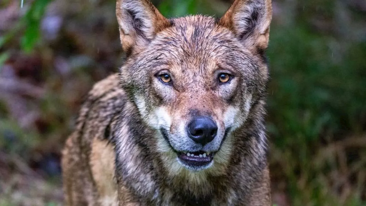 Abstimmung in Brüssel: EU-Staaten bringen Abschwächung von Wolfsschutz auf den Weg