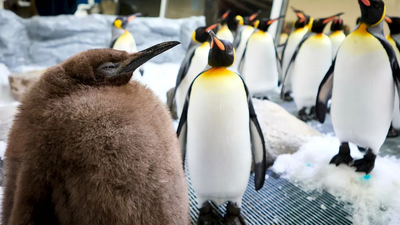 Nach diesem flauschigen Baby-Pinguin ist die ganze Welt verrückt