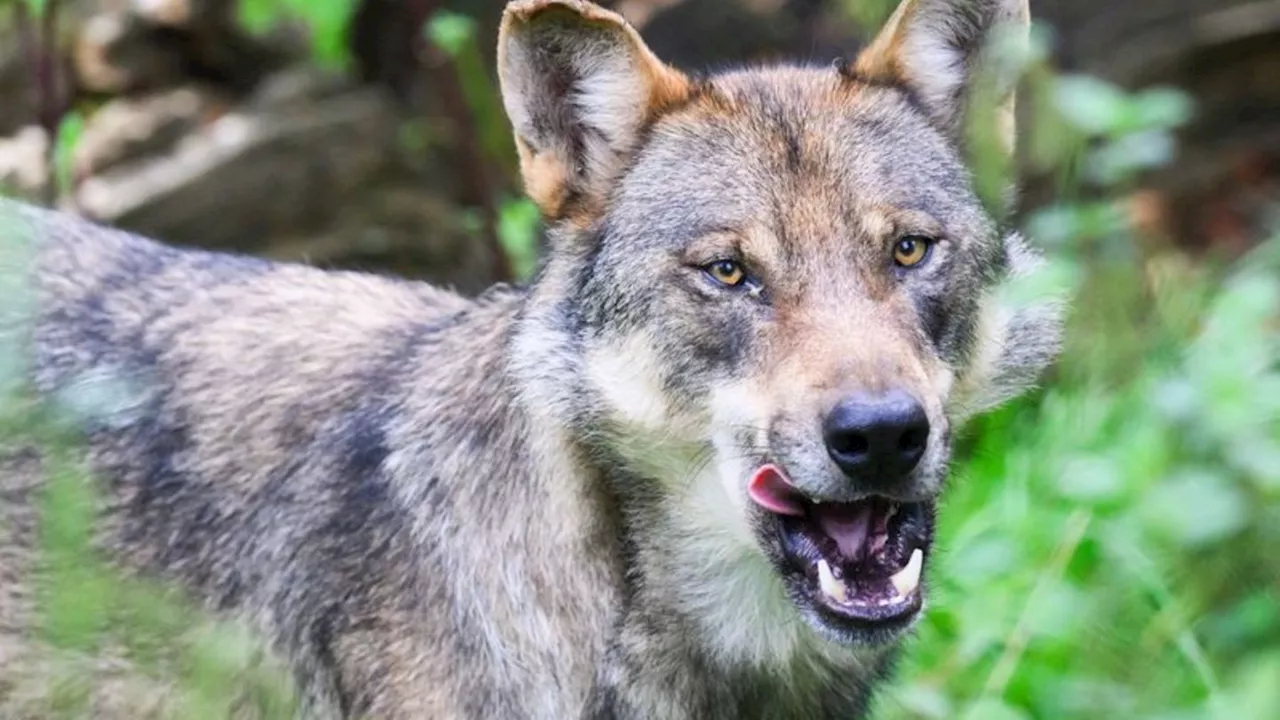 Tierschutz: Minister: Abschwächung von Wolfsschutz ist richtiger Schritt