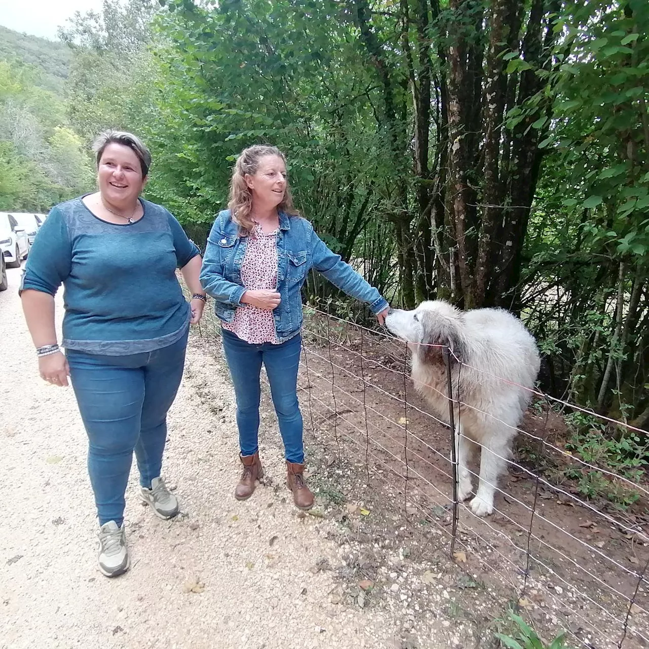 Dordogne : « Avoir un chien de protection, ça ne sert pas qu’à éloigner les loups »