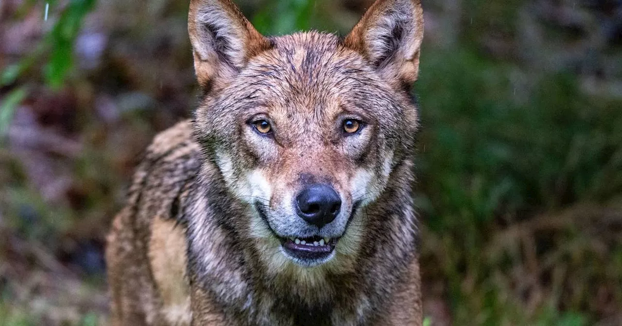 EU-Staaten wollen Schutzstatus des Wolfs absenken