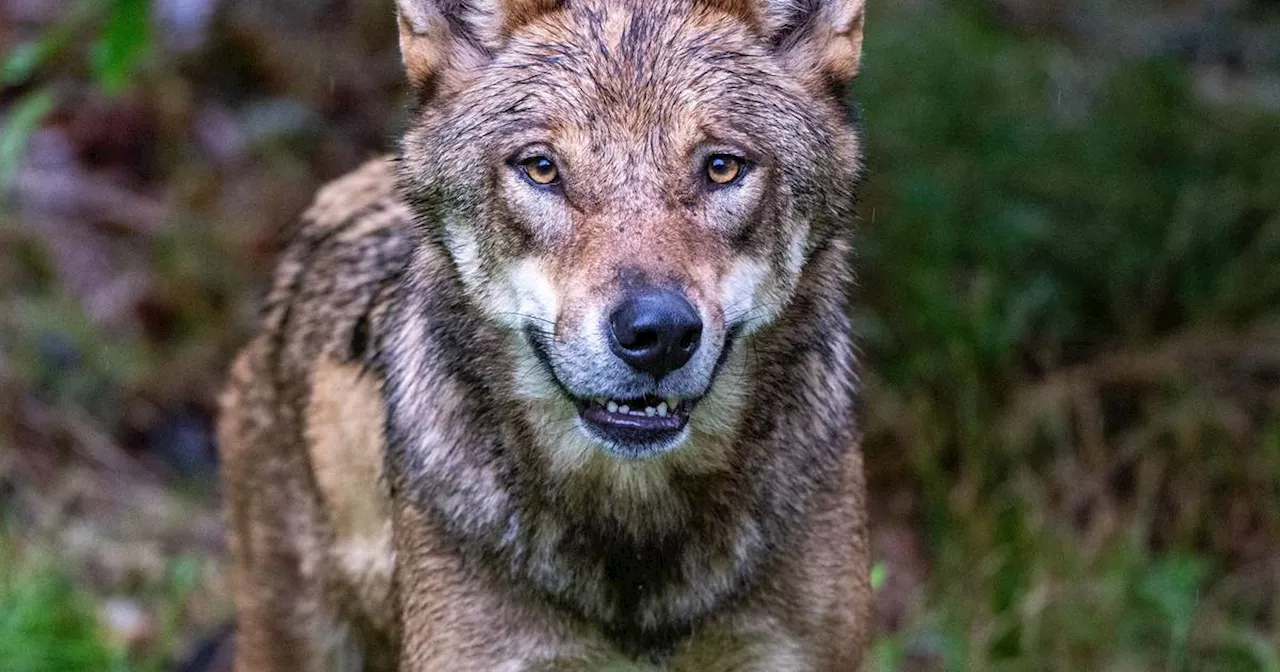 Kursänderung beim Wolf - EU-Staaten wollen Schutz absenken