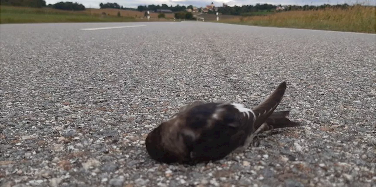 Zugvögel: Schwalben sterben wegen Starkregen