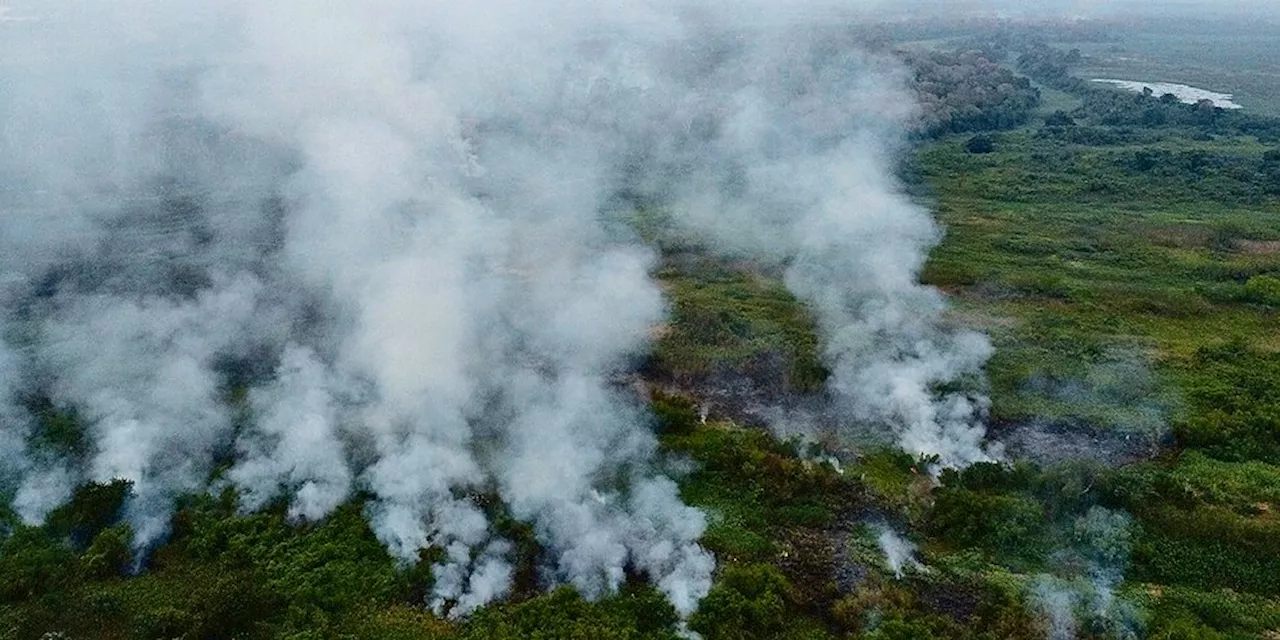 Forscherin über Waldbrände in Brasilien: „Fast alle Brände werden gelegt“