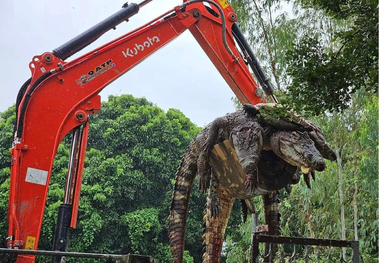 125 Siamese crocodiles culled over flood fears