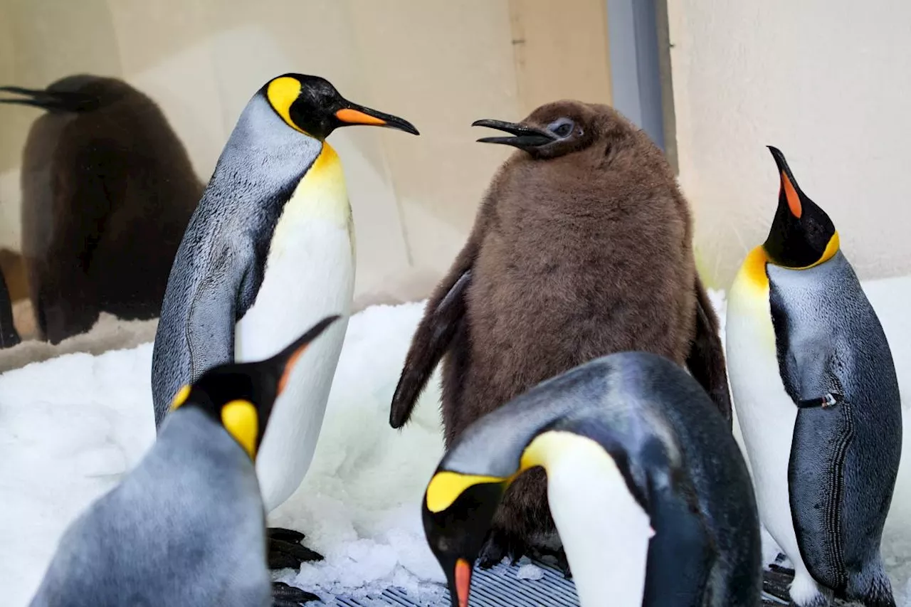 Hefty Australian penguin chick 'Pesto' becomes star