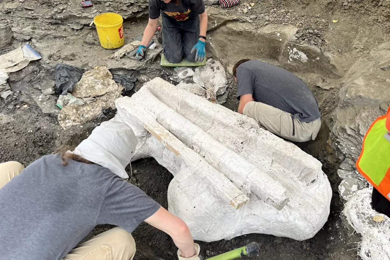 'Big Sam': Paleontologists unearth giant skull of Pachyrhinosaurus in Alberta