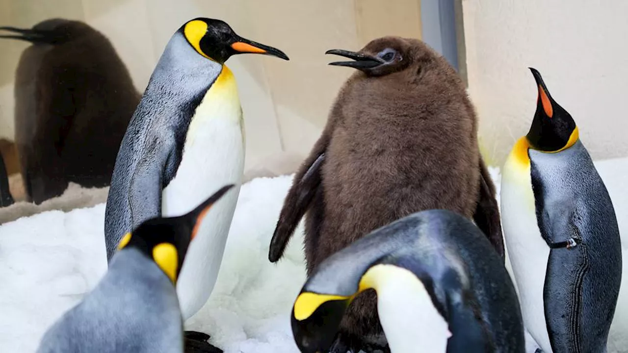 Pesto the Penguin: Adorable and hefty Australian chick becomes star