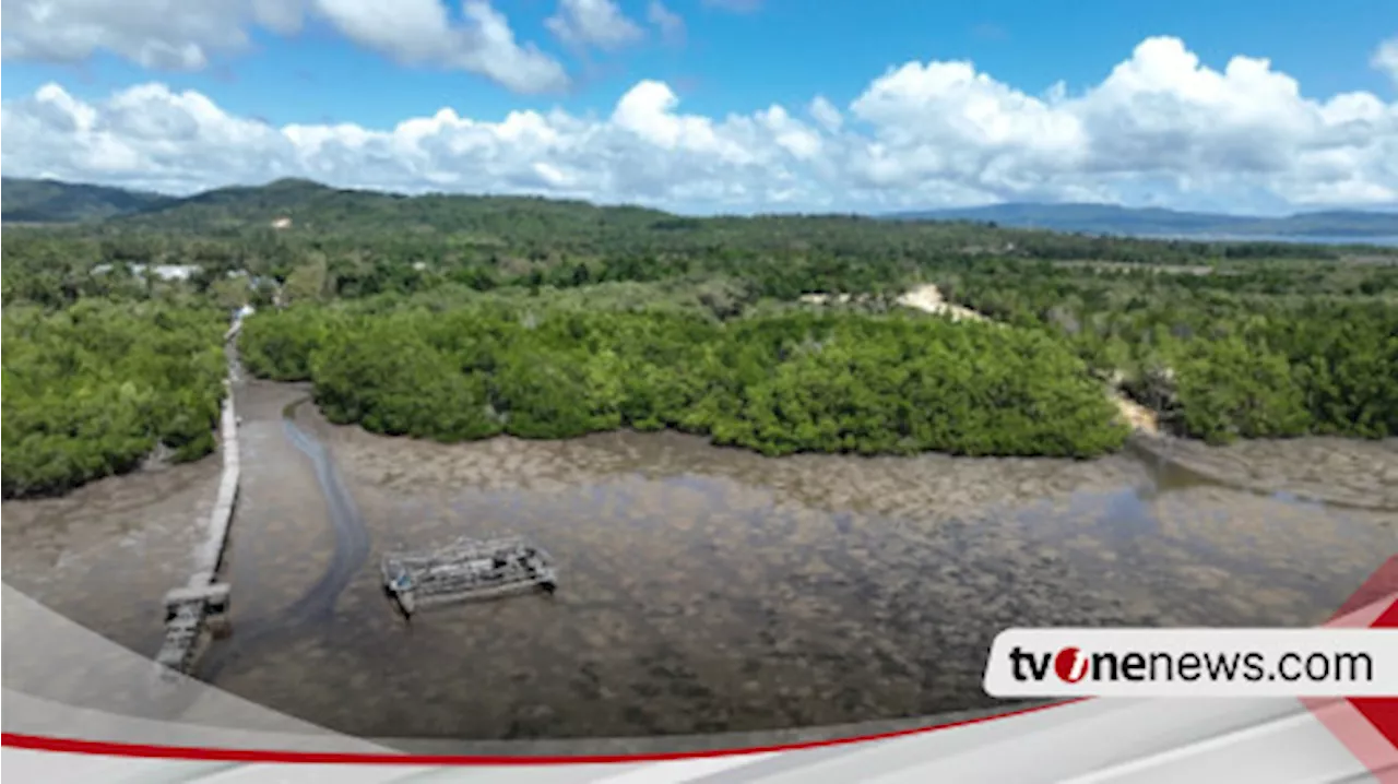 Pelindo Terminal Petikemas Rehabilitasi 25 Hektar Kawasan Mangrove di Sulawesi Tenggara