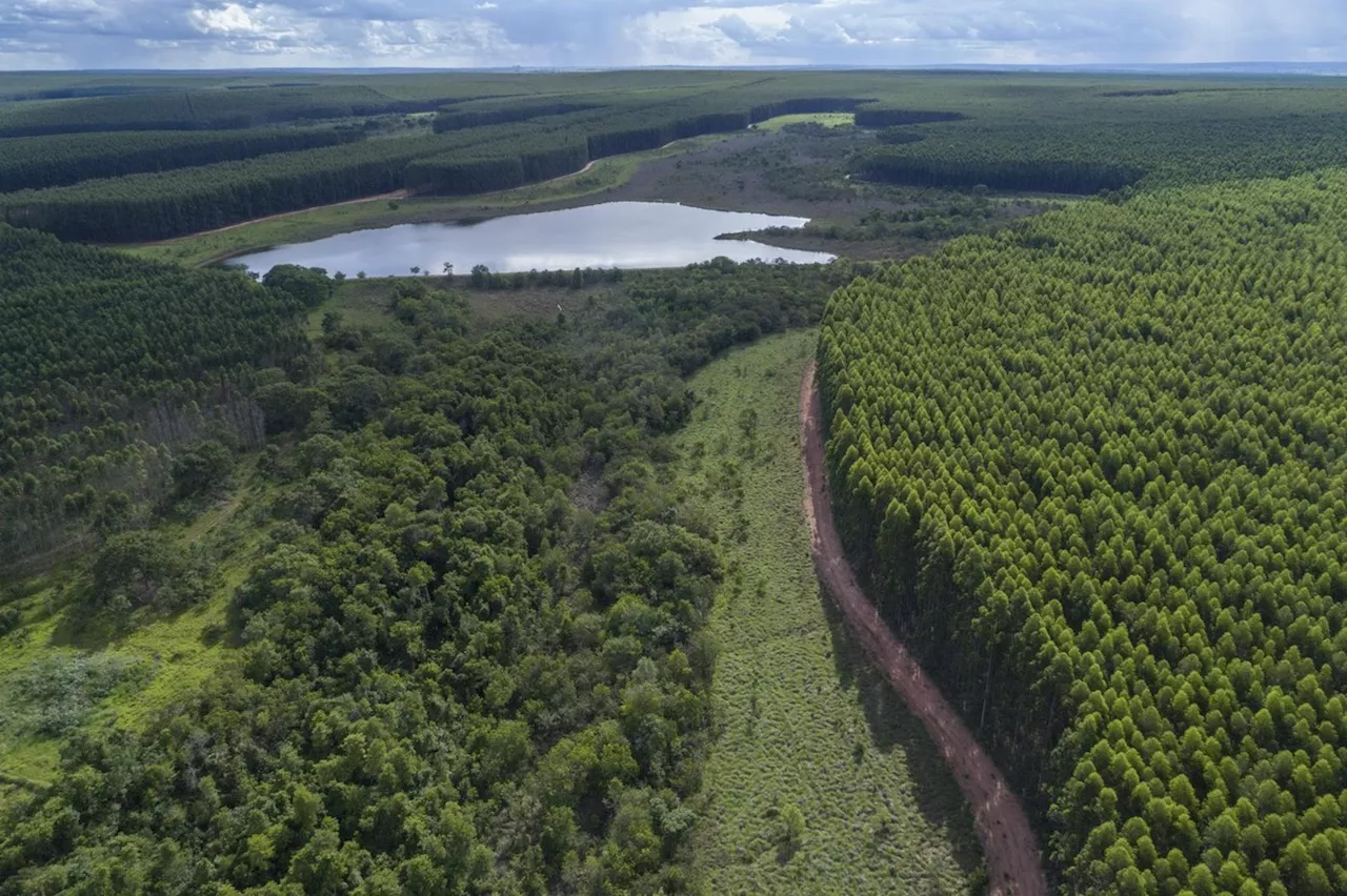 Conselho da Arauco aprova investimento de US$ 4,6 bi em fábrica de celulose no Brasil