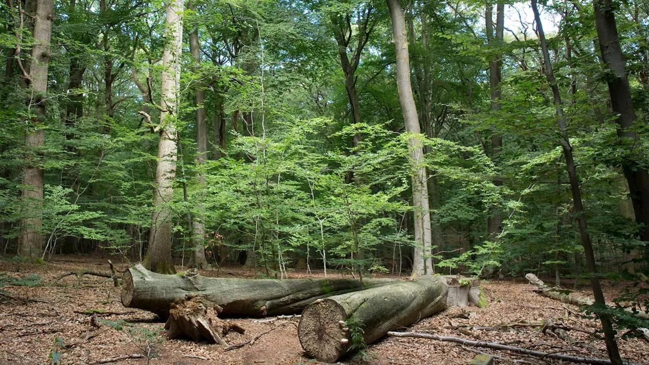 Zweiter Nationalpark: Taten die Agenturen zu wenig für ihr Geld?