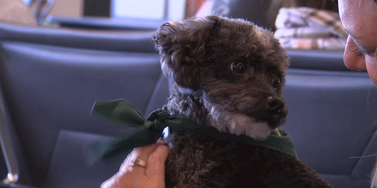 Huntsville International Airport introduces therapy dogs