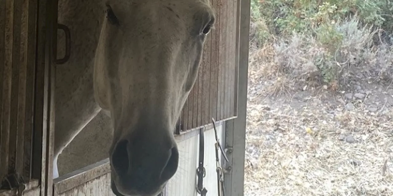 Livestock shelters open ahead of Hurricane Helene