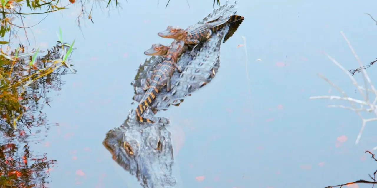 Mother alligator carrying babies on her back spotted at Gulf State Park