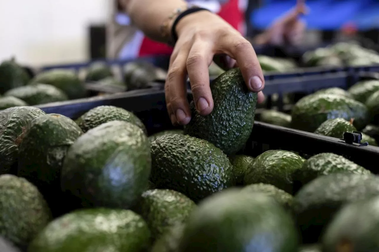 US to hand over pest inspections of Mexican avocados to Mexico and California growers aren't happy