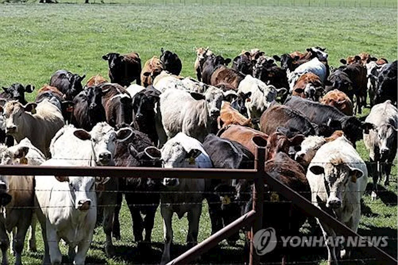 [사이테크+] '미국 유행 젖소 조류인플루엔자, 착유 과정서 전파된 듯'