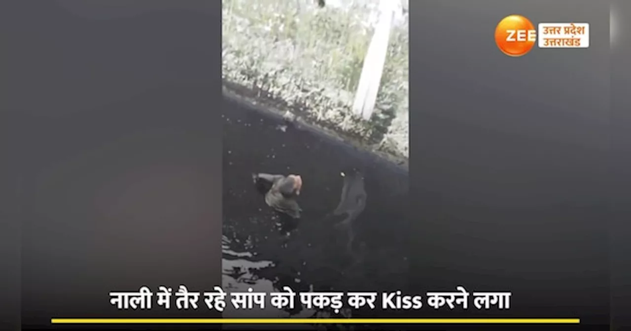 किंग कोबरा को प्रेमिका की तरह Kiss कर रहा नशेड़ी, मौत से खेलने का वीडिया वायरल