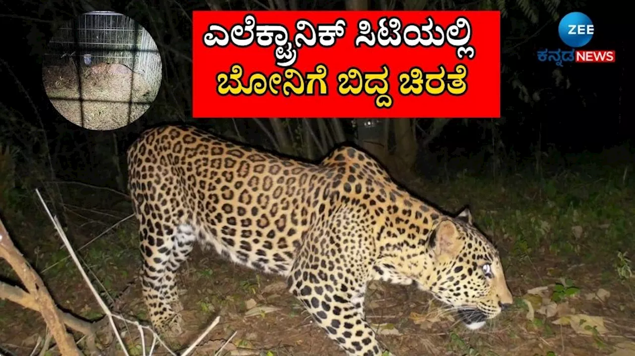 ಬೆಂಗಳೂರು ಹೊರವಲಯ ಎಲೆಕ್ಟ್ರಾನಿಕ್ ಸಿಟಿಯಲ್ಲಿ ಬೋನಿಗೆ ಬಿದ್ದ ಚಿರತೆ