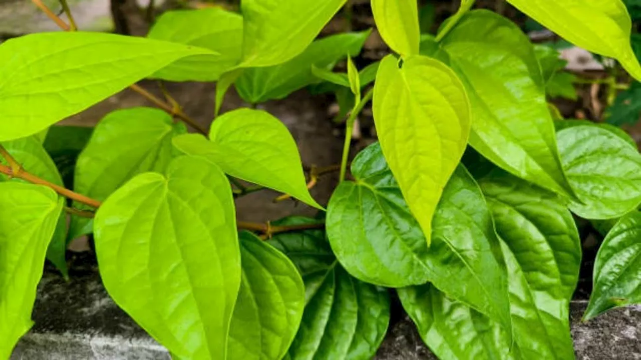 Dry Cough Remedy: ಈ ಎಲೆಗೆ ಎಣ್ಣೆ ಹಚ್ಚಿ ಎದೆಯ ಮೇಲೆ ಇಟ್ಟುಕೊಳ್ಳಿ.. ದೀರ್ಘಕಾಲದ ಕೆಮ್ಮಿಗೆ ಮುಕ್ತಿ ಸಿಗುವುದಲ್ಲದೇ, ಕಫ ಕರಗಿ ಹೊರಬರುತ್ತದೆ !