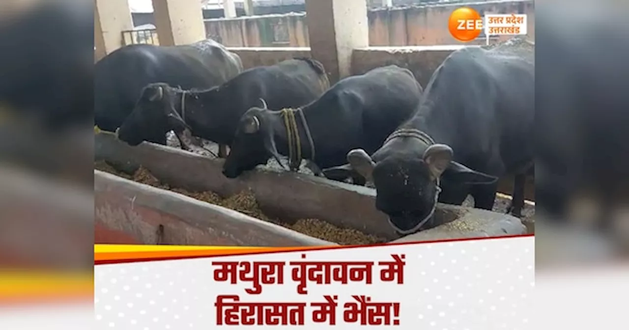 Mathura News:हिरासत में भैंस! मथुरा वृंदावन नगर निगम ने बेजुबान जानवरों को पकड़ा, किसान परेशान