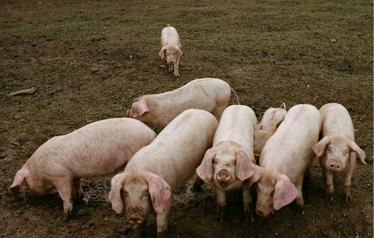 Vienne : Une productrice de porcs lance une cagnotte après l’abattage de son élevage contaminé