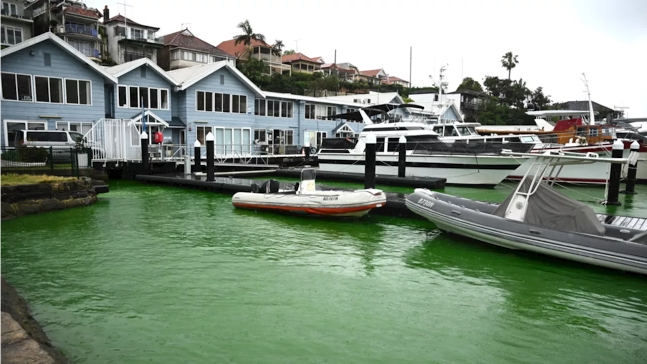 Sydney Harbour ‘fluorescent green substance’ leak confirmed to be non-toxic