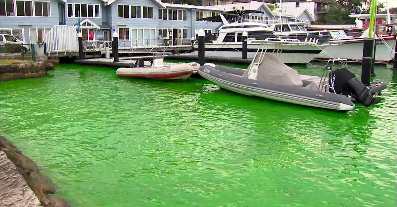 Plumber's dye revealed as likely cause of neon green water in Sydney Harbour