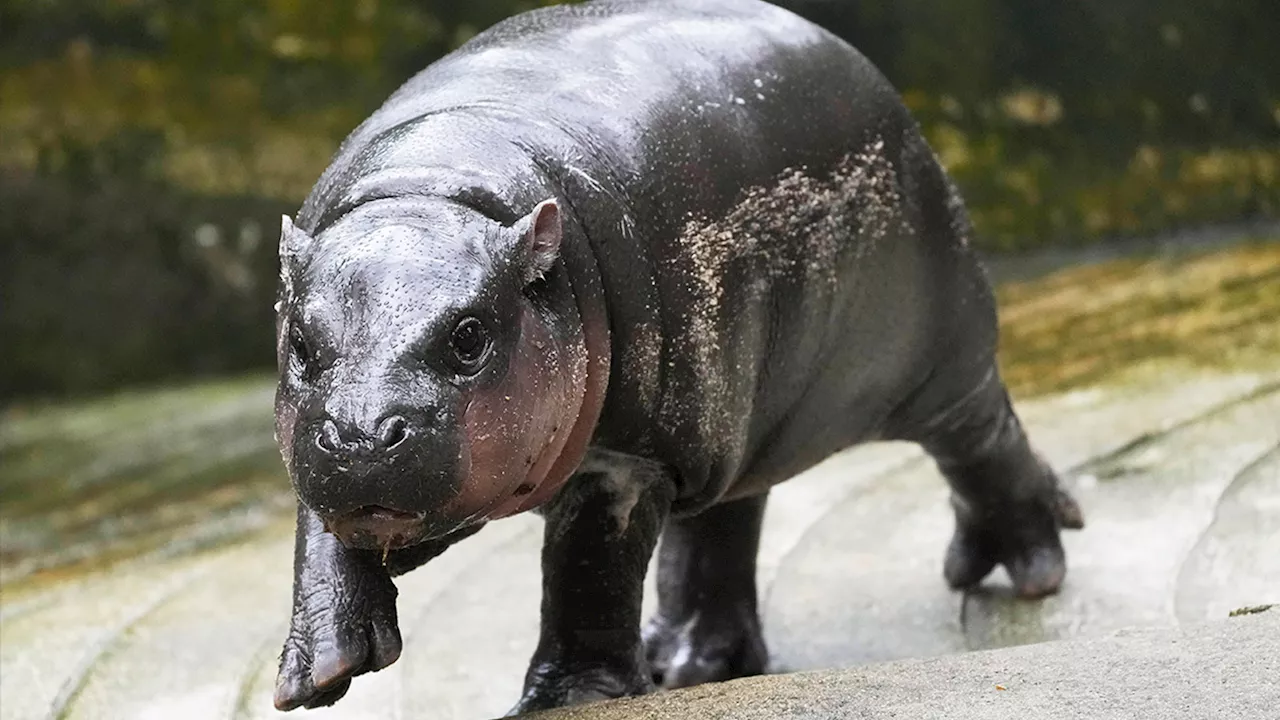 Thailand's adorable pygmy hippo Moo Deng has the kind of face that launches a thousand memes