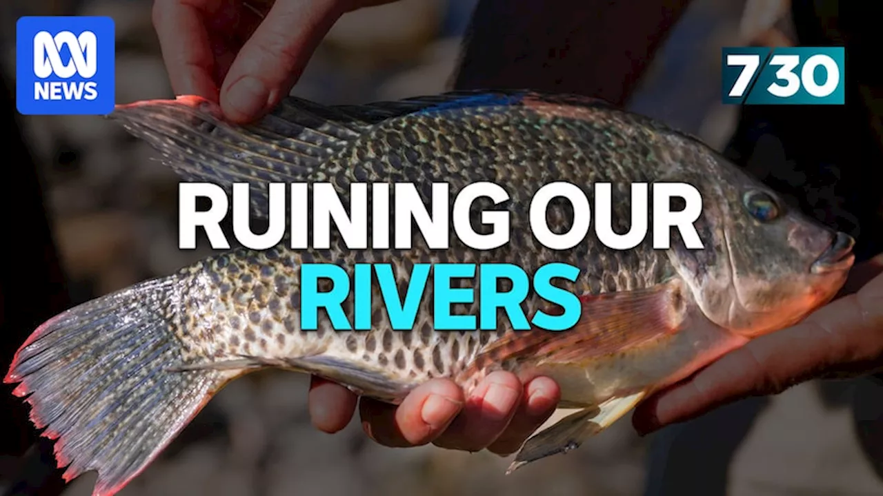 Traditional owners and scientists team up to save Mary River’s unique species