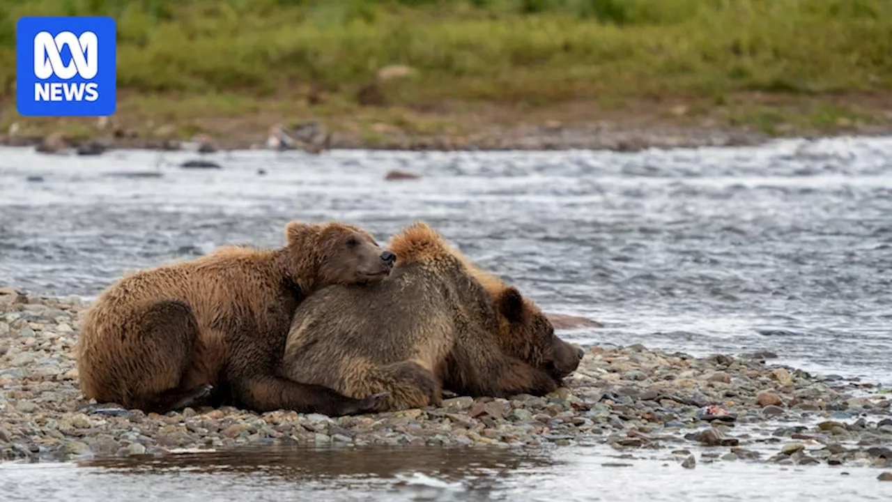 Alaska's bulging bear cubs are competing in Fat Bear Week's junior round