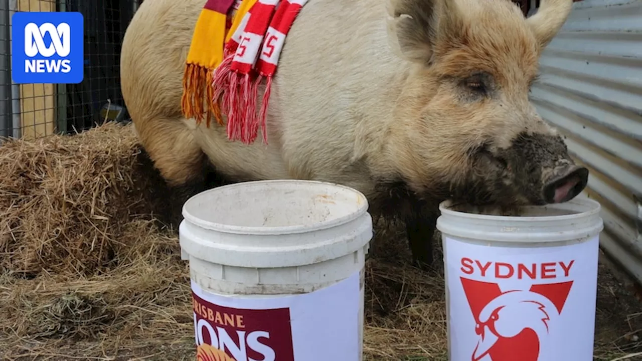 Clement the 'psychic' pig predicts Sydney Swans will win AFL grand final